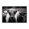 Stupell Industries Black & White Highland Cows Framed Giclee Wall Art Design by Franklyn Gregory